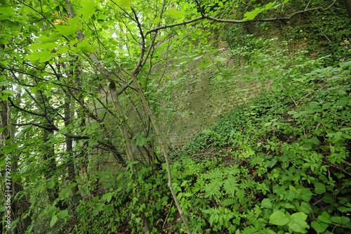 green ivy clings to the wall photo