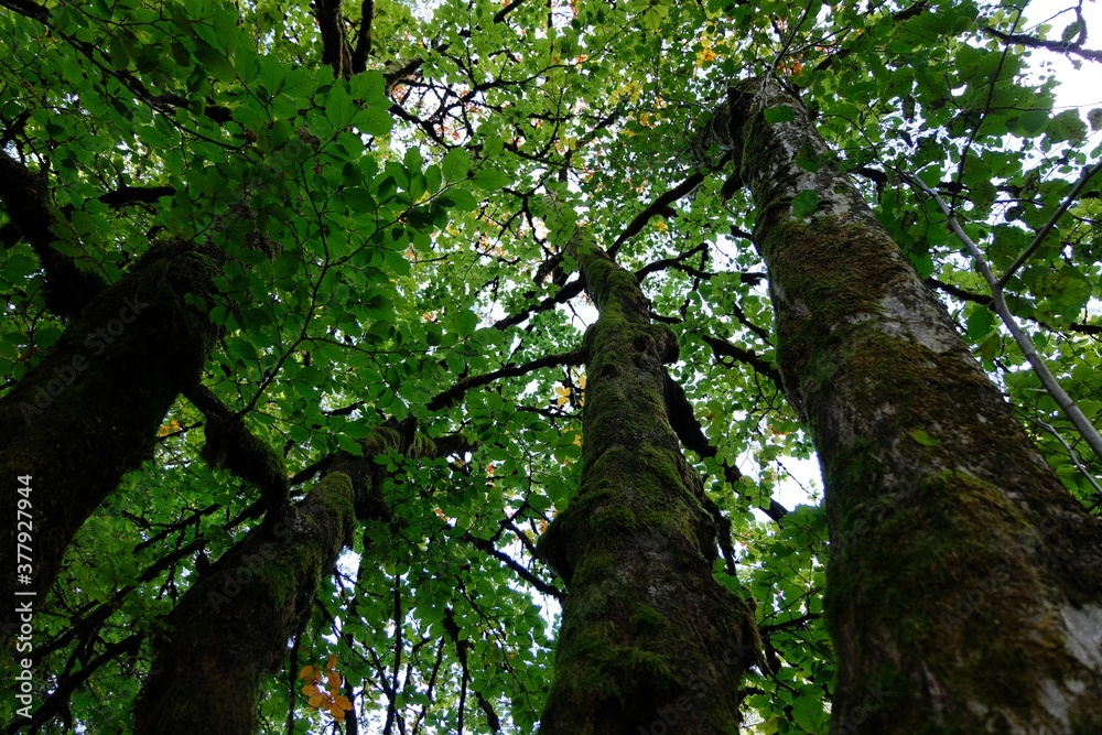 Fototapeta premium Sous un vieil arbre avec un tronc moussu