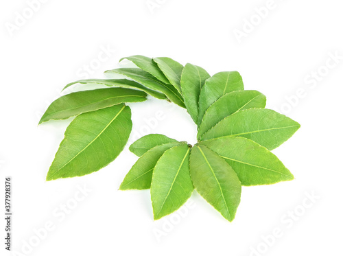  Green leaves on white background