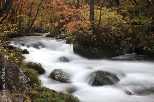 Fototapeta Naklejka Na Ścianę i Meble -  Beautiful Autumn landscape at Oirase Gorge, Aomori, Japan, Asia, Long Exposure