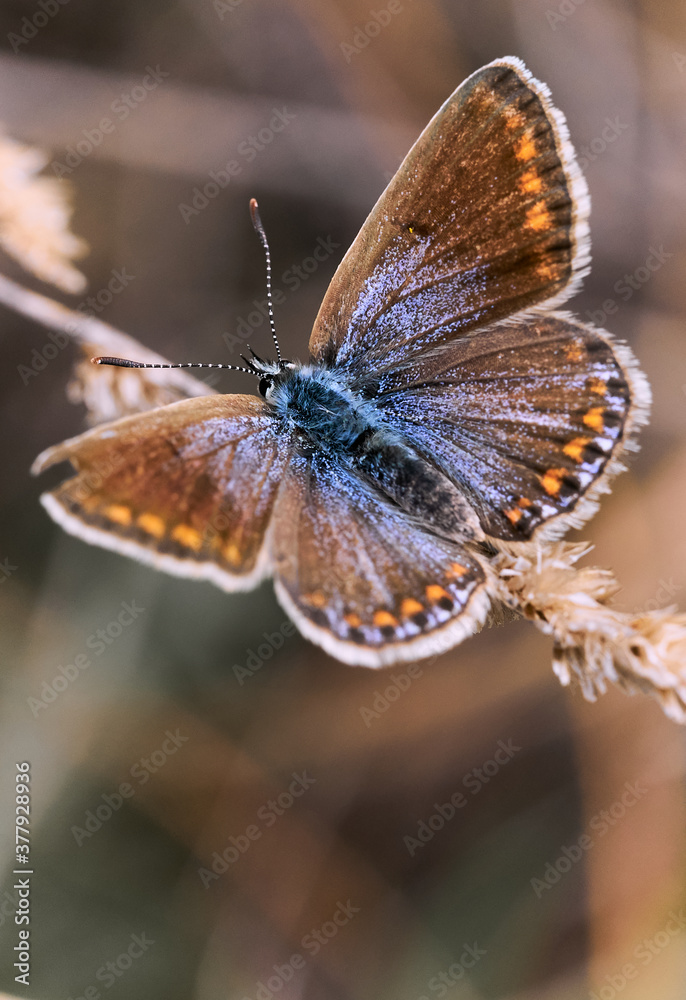 Obraz premium Preparada para volar