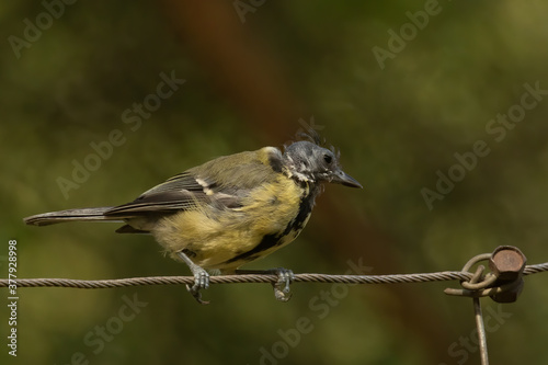 Bald Great Tit, Parus major, stress loss of feathers by raising chicks seen perched on wire © Martin and Dawn Q