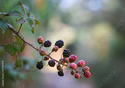 Frutos del bosque 1