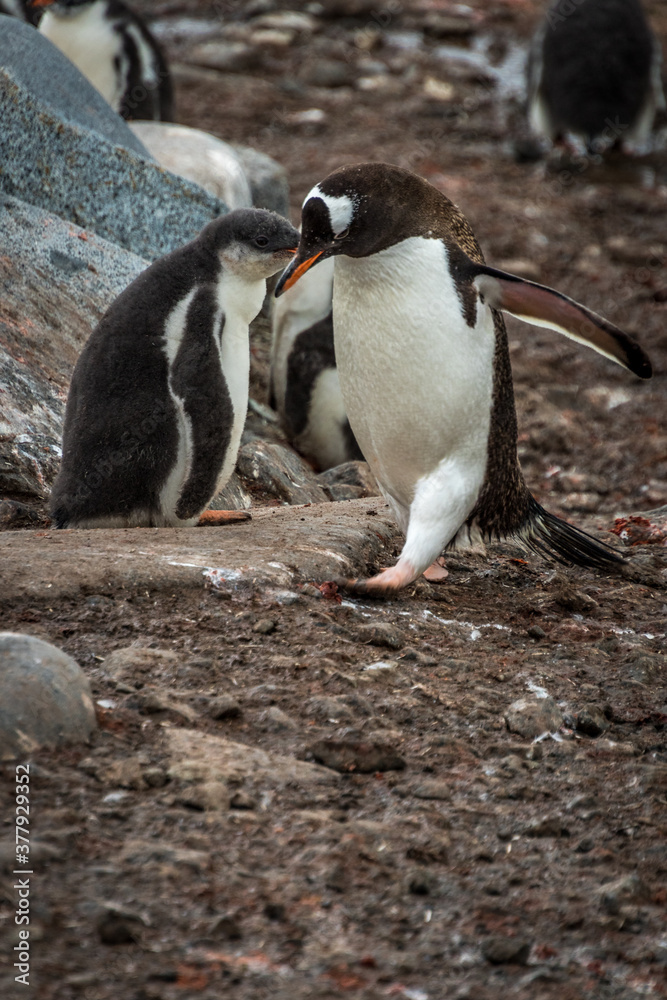 Naklejka premium Gentoo penguins (Pygoscelis papua), Antarctica