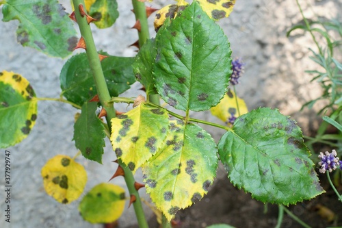 Diplocarpon rosae, rose black spot disease photo