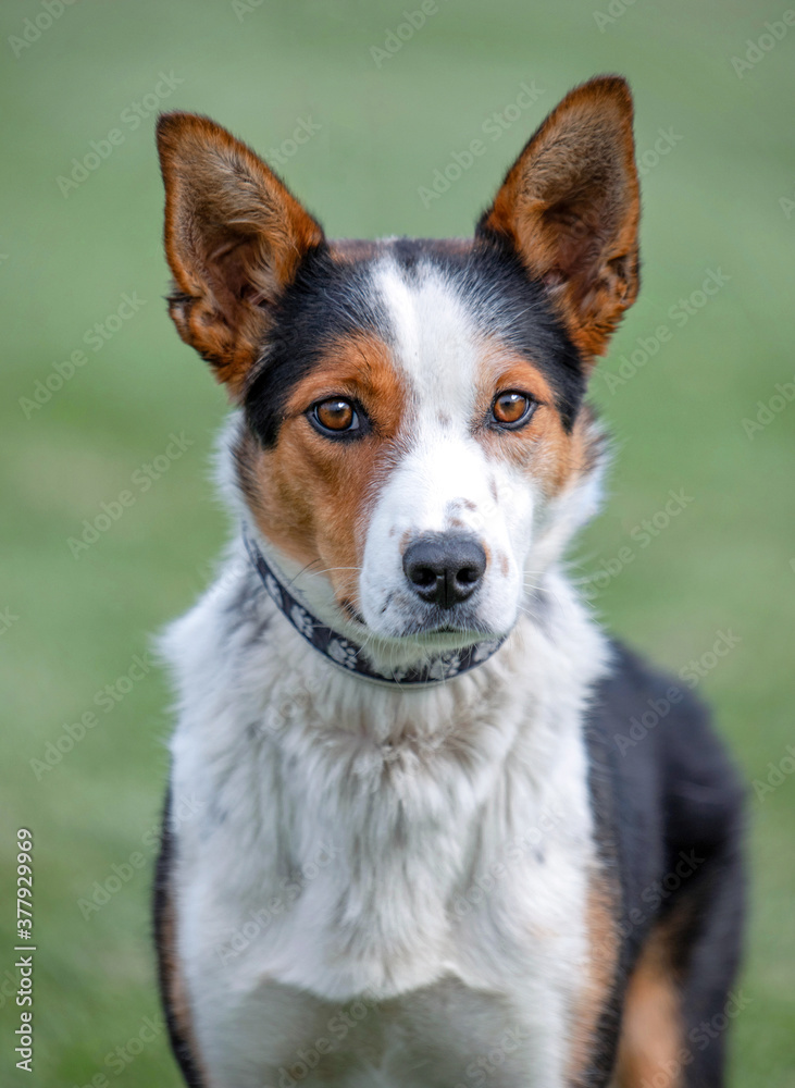 studio shot of a shelter dog on an isolated background studio shot of a shelter dog on an isolated background