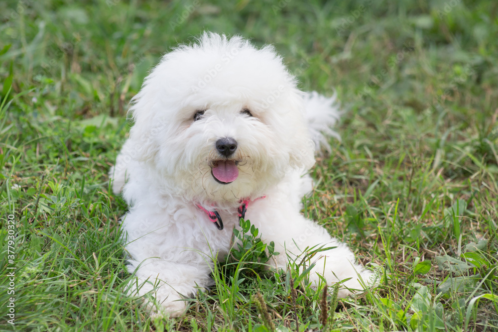 Cute bichon frise puppy is lying on a green grass in the summer park. Pet animals.