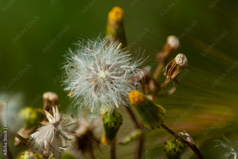 Flor de León