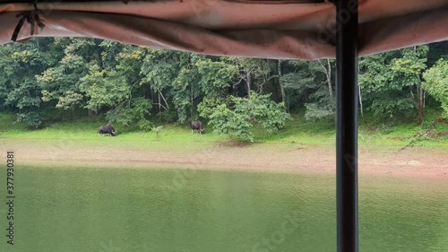 Indian bison or wild Gaur, Wild buffalo eating grass near a forest lake. Video taken from boat safari. Indian cow wild animal in forest India. National Park Indian sanctuary in Thekkady Kerala.  photo