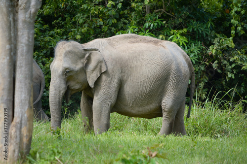 Elefant im Urwald in Thailand