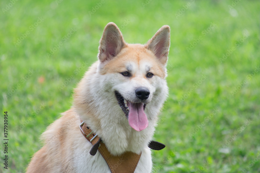 Portrait of cute akita inu puppy in the summer park. Pet animals.