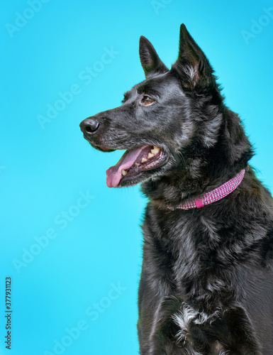 studio shot of a shelter dog on an isolated background