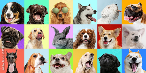 Best friends. Young dogs, pets collage. Cute doggies or pets are looking happy isolated on multicolored background. Studio photoshots. Creative collage of different breeds of dogs. Flyer for your ad. © master1305