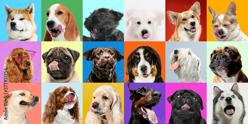 Fototapeta Naklejka Na Ścianę i Meble -  Colors. Young dogs, pets collage. Cute doggies or pets are looking happy isolated on multicolored background. Studio photoshots. Creative collage of different breeds of dogs. Flyer for your ad.