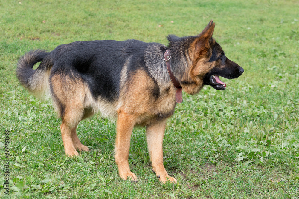 Cute german shepherd dog is standing on a green grass in the summer park. Pet animals.