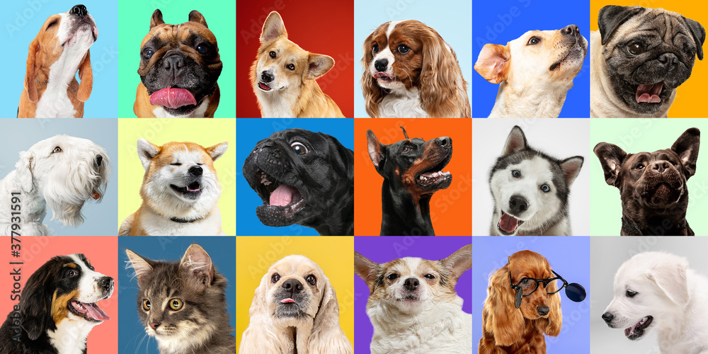Bright. Young dogs, pets collage. Cute doggies or pets are looking happy isolated on multicolored background. Studio photoshots. Creative collage of different breeds of dogs. Flyer for your ad.