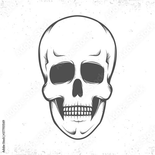  Anatomic skull, monochrome illustration on white background.Isolated.Grunge texture.Vector art.