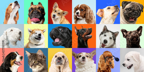 Bright. Young dogs, pets collage. Cute doggies or pets are looking happy isolated on multicolored background. Studio photoshots. Creative collage of different breeds of dogs. Flyer for your ad.