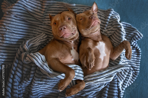 Photography two adorable pit bull dogs lying down on the bed together, top view