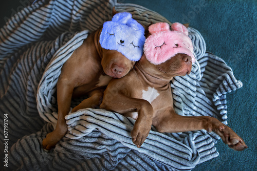 Photography two funny dogs cozy in bed together, wearing sleeping masks