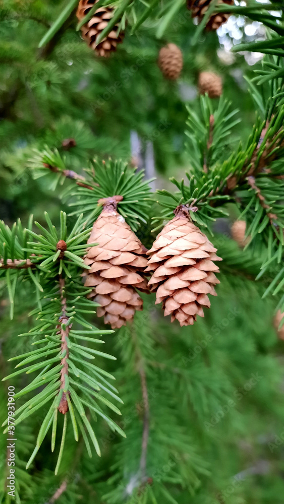 Photo of cones on the branches of spruce. Suitable for Christmas decorations. Creates a New Year mood. Photo of cones on the branches of spruce. Suitable for Christmas decorations. Creates a New Year mood.