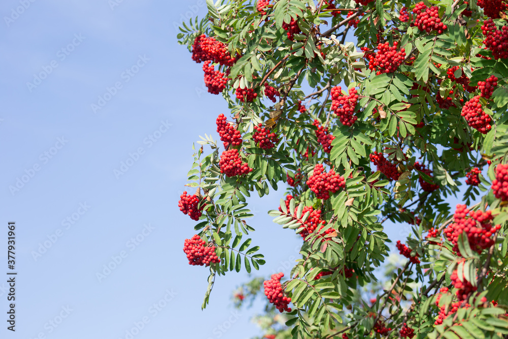 Twigs of rowan tree with bunches red ripe berries. On a blue sky background.