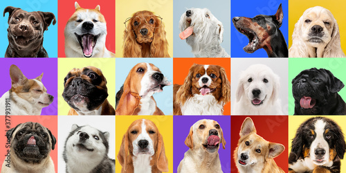 Modern. Young dogs, pets collage. Cute doggies or pets are looking happy isolated on multicolored background. Studio photoshots. Creative collage of different breeds of dogs. Flyer for your ad.