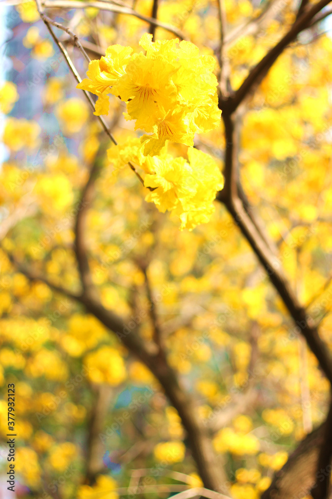 Close up of beautiful golden trumpet tree flower wallpaper background, soft focus Close up of beautiful golden trumpet tree flower wallpaper background, soft focus