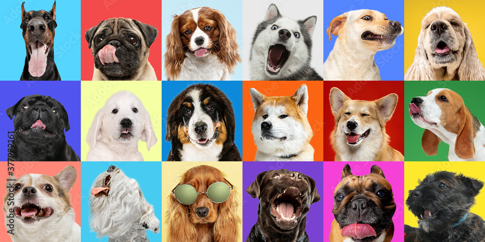 Modern. Young dogs, pets collage. Cute doggies or pets are looking happy isolated on multicolored background. Studio photoshots. Creative collage of different breeds of dogs. Flyer for your ad. Modern. Young dogs, pets collage. Cute doggies or pets are looking happy isolated on multicolored background. Studio photoshots. Creative collage of different breeds of dogs. Flyer for your ad.