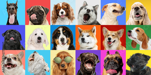 Modern. Young dogs, pets collage. Cute doggies or pets are looking happy isolated on multicolored background. Studio photoshots. Creative collage of different breeds of dogs. Flyer for your ad. © master1305