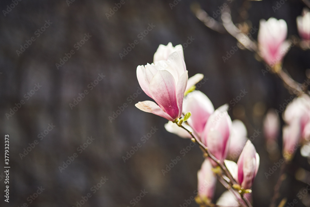 Blooming magnolia tree with large pink flowers in a botanical garden. Natural background concept. Blooming magnolia tree with large pink flowers in a botanical garden. Natural background concept.