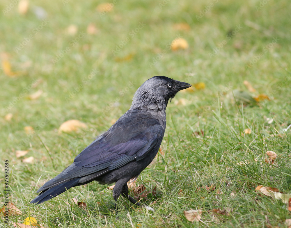 Jackdaw
