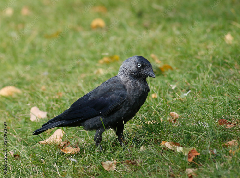 Fototapeta premium Jackdaw