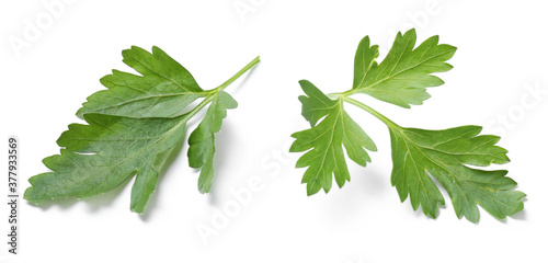 Cuadro en lienzo Two green parsley leaves on white background
