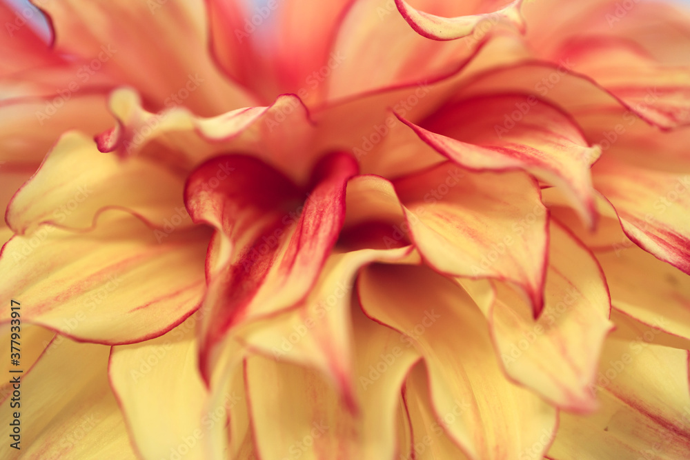 Macro blurry background of soft yellow red petalss Macro blurry background of soft yellow red petalss