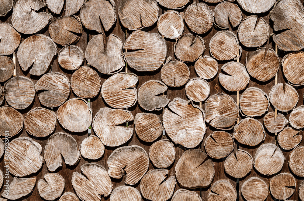 abstract background with tree trunk sections abstract background with tree trunk sections