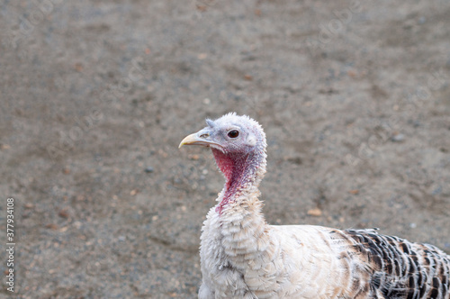 a young turkey on a farm © Semiglass