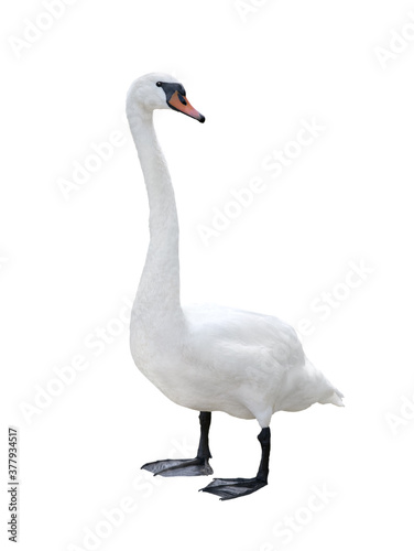 Swan isolated on white background.