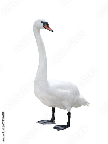 Fototapeta Naklejka Na Ścianę i Meble -  Swan isolated on white background.
