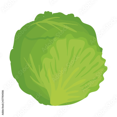 fresh healthy lettuce, on white background vector illustration design