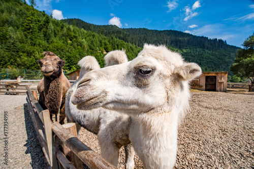 white camel in the park on a background of forests and mountains.