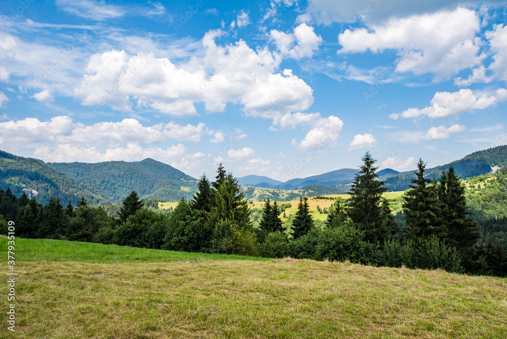 green meadow of coniferous forest and beautiful mountains. clean environment.