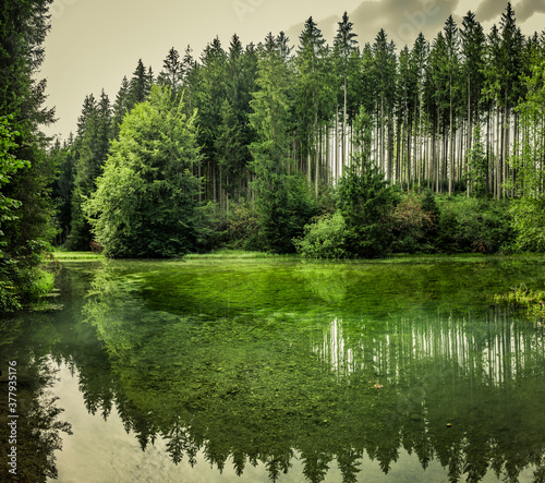 Wasserspiegelung an einem Grünen Waldsee