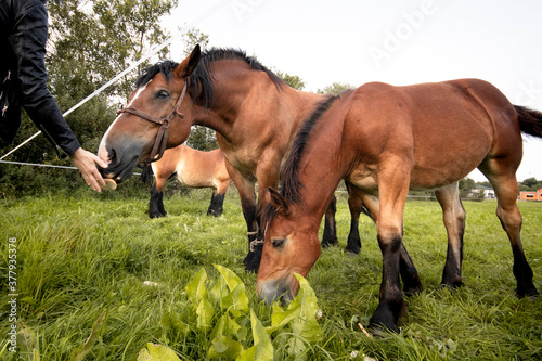 The horses graze in the green meadow.