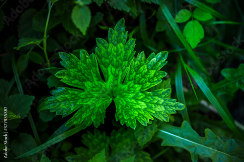 Grünes Blatt mit schöner Maserung