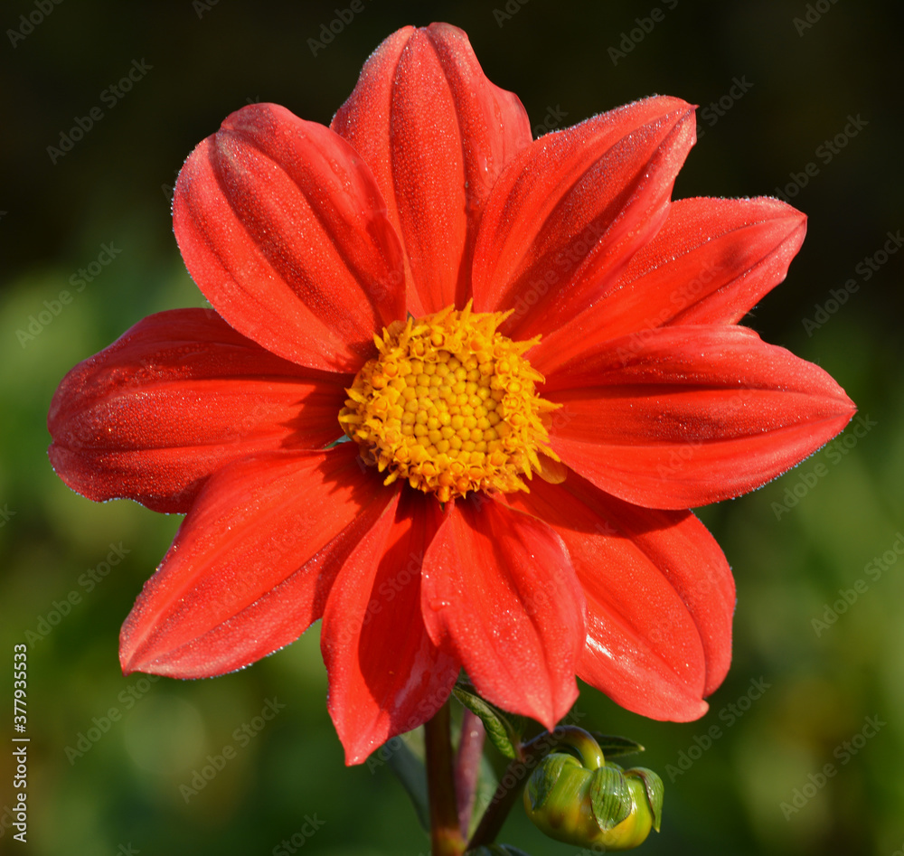 Dahlia Dahlia