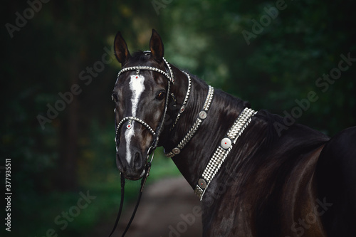 Fényképezés portrait of beautiful black akhal-teke horse with white line on forehead with tu