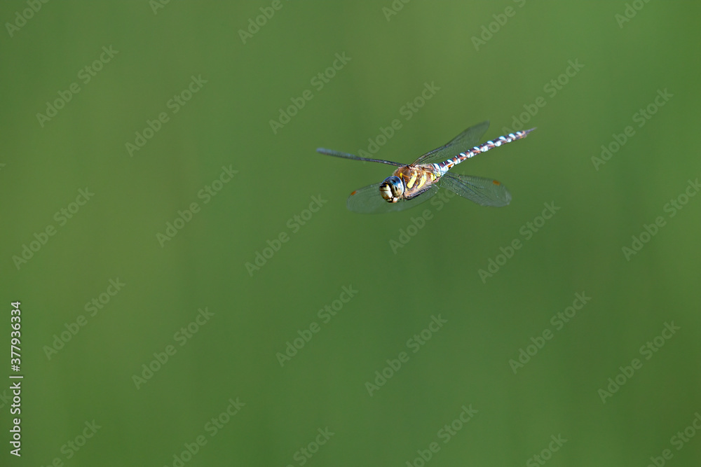 A migrant hawker (Aeshna mixta) floating in mid air in front of a natural background. A migrant hawker (Aeshna mixta) floating in mid air in front of a natural background.