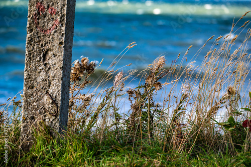 grass on the beach photo