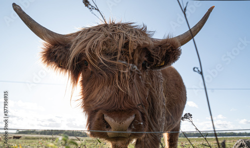 scottish highland cow photo